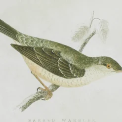 Wood Bird Framed Wall Art With Brown Frame Set Of 2 Brown - Olivia & May -Olivia & May GUEST 0beb76b2 07a9 4a97 8d40 faf5b1feca00