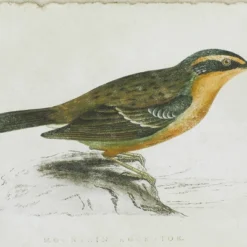 Wood Bird Framed Wall Art With Brown Frame Set Of 2 Brown - Olivia & May -Olivia & May GUEST d794fe1e dc07 4fb7 8b77 ca6b9ce2751a